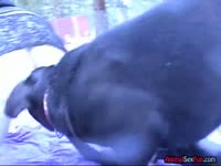 [ Bestiality Film ] Hot whore got fucked from behind by dog xxx